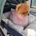 member face