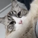 member face