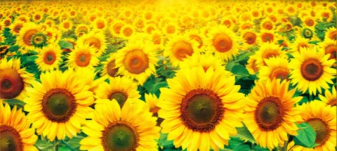 모임 대표 이미지