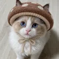 member face