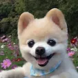 member face
