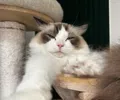 member face