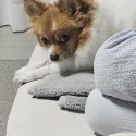 member face