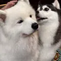 member face