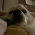 member face