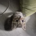 member face