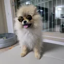member face
