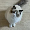member face