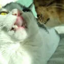 member face