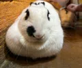 member face