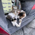 member face