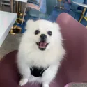 member face