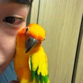 member face