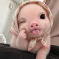 member face