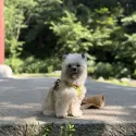 member face