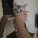 member face