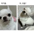 member face