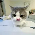 member face