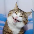 member face