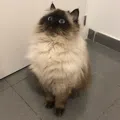 member face