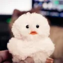 member face