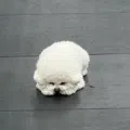 member face