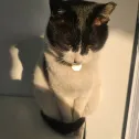 member face