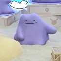 member face