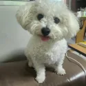 member face