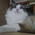 member face