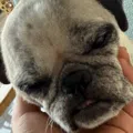 member face