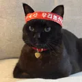 member face