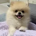 member face