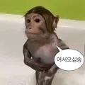 member face