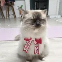 member face