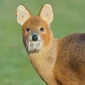 member face