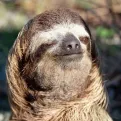 member face