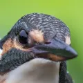 member face