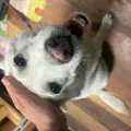 member face