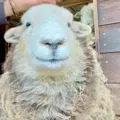 member face