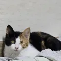 member face
