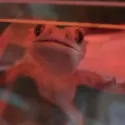 member face