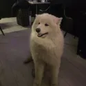 member face