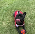 member face