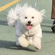 member face