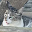 member face
