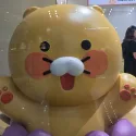 member face