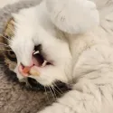 member face