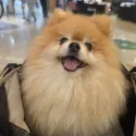 member face