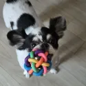 member face
